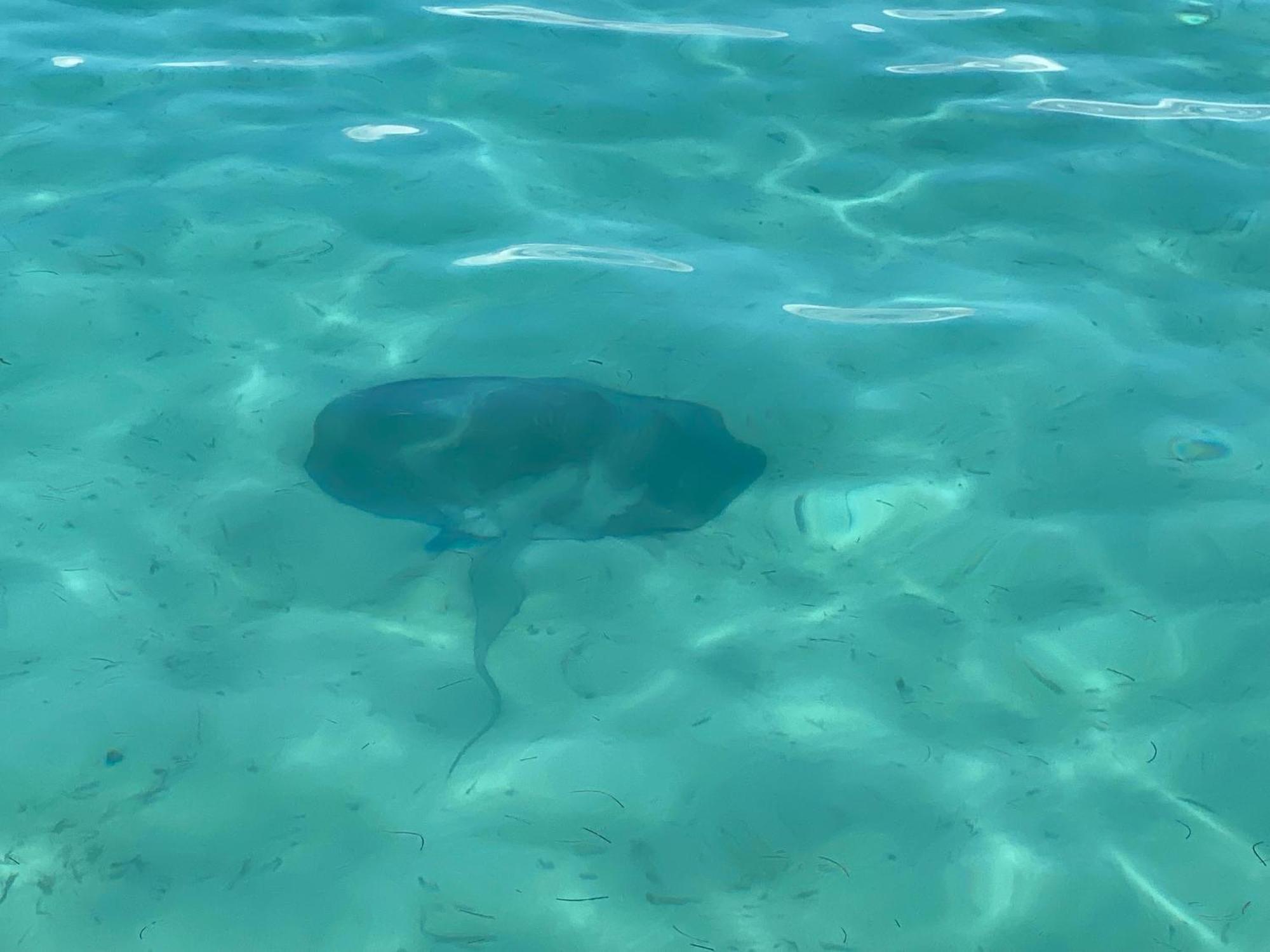 Dolphin Blue Paradise Bocas Town Luaran gambar