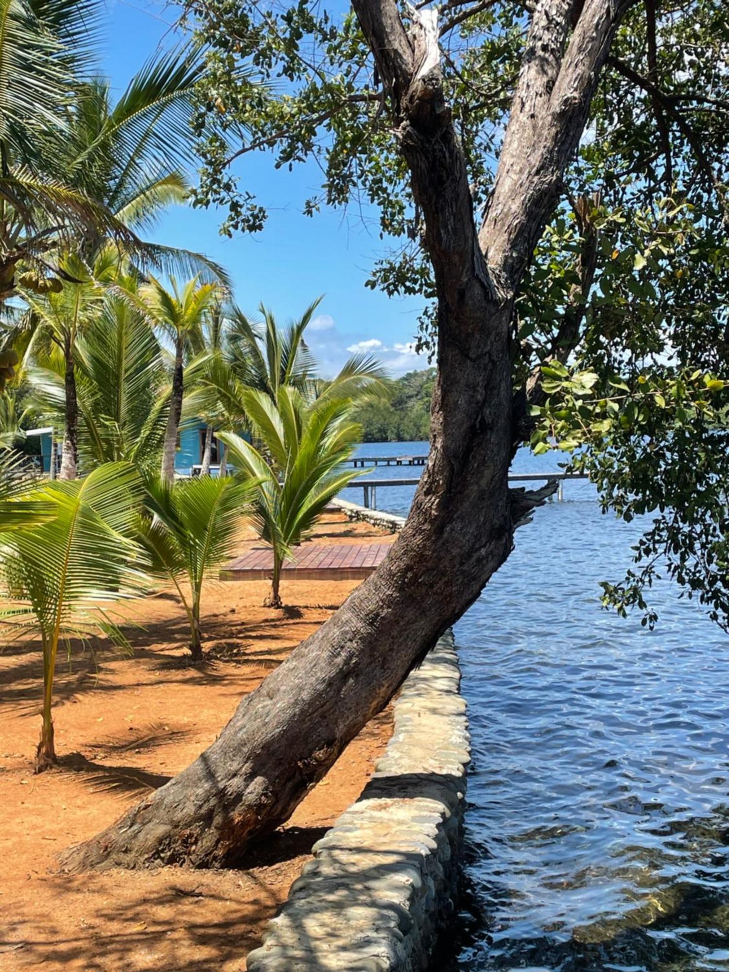 Dolphin Blue Paradise Bocas Town Luaran gambar